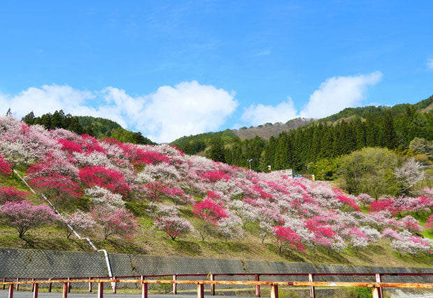 花桃