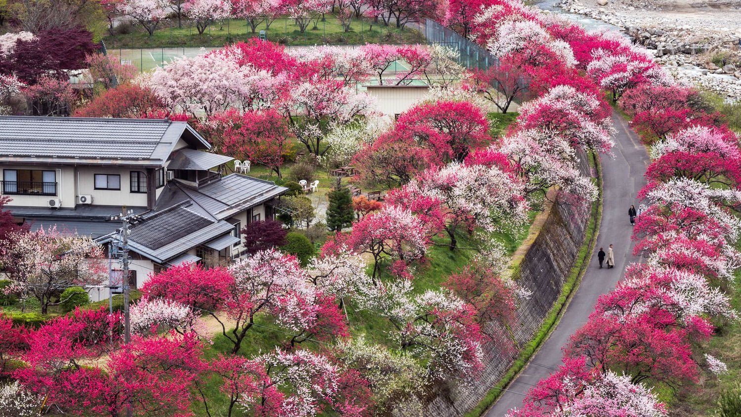 昼神温泉（花桃）